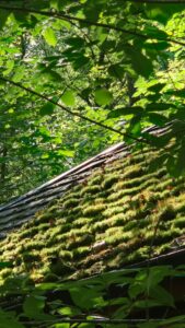 A low-slope rooftop covered with hardy green plants, drainage edging, and patches of melting snow.