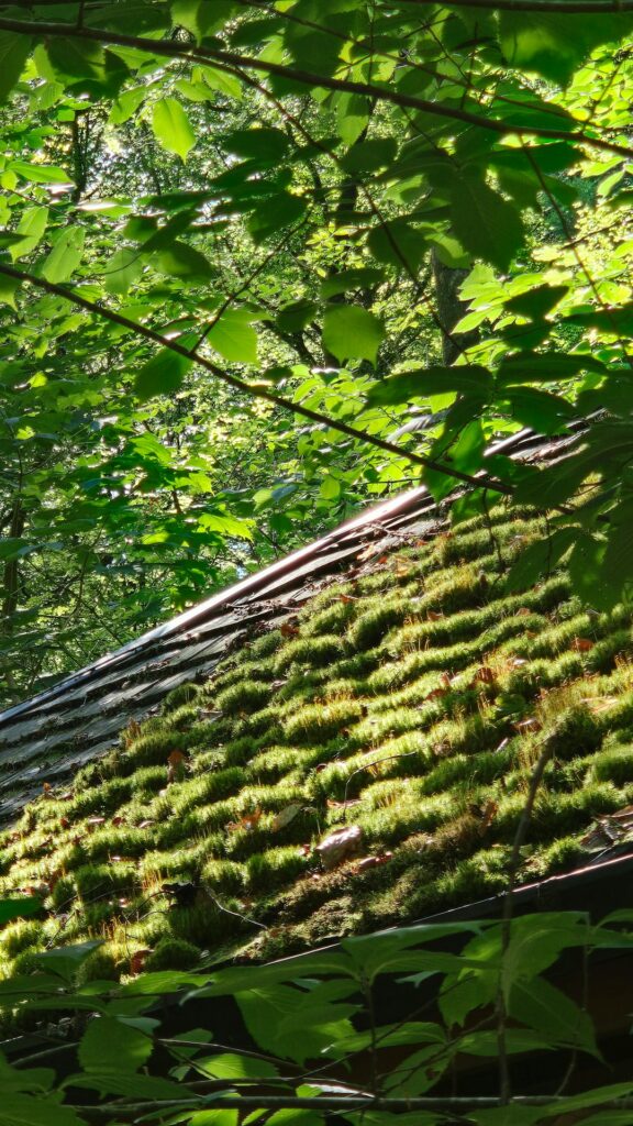 A low-slope rooftop covered with hardy green plants, drainage edging, and patches of melting snow.