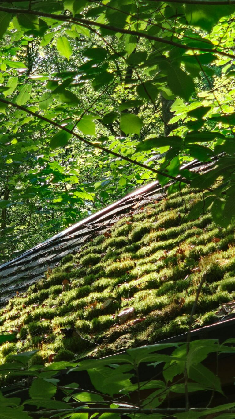 A low-slope rooftop covered with hardy green plants, drainage edging, and patches of melting snow.